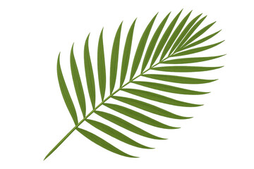 Fototapeta premium Palm leaf frond vector graphic transparent background