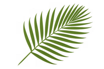 Palm leaf frond vector graphic transparent background