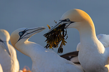 Głuptak (Morus bassanus) © Grzegorz
