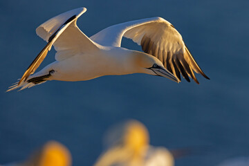 Głuptak (Morus bassanus) © Grzegorz
