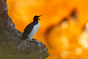 Nurzyk, nurzyk podbielały (Uria aalge) © Grzegorz