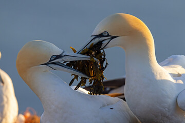 Głuptak (Morus bassanus) © Grzegorz