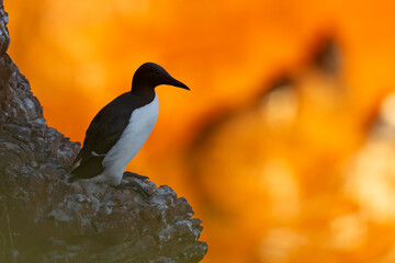 Nurzyk, nurzyk podbielały (Uria aalge) © Grzegorz