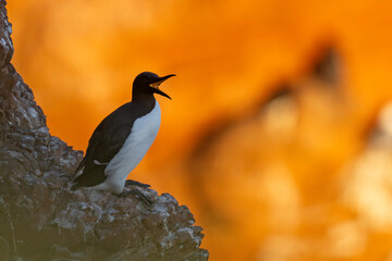 Nurzyk, nurzyk podbielały (Uria aalge) © Grzegorz