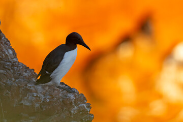Nurzyk, nurzyk podbielały (Uria aalge) © Grzegorz
