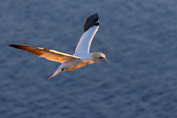 Głuptak (Morus bassanus) © Grzegorz