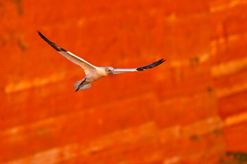 Głuptak (Morus bassanus) © Grzegorz