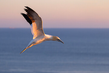 Głuptak (Morus bassanus) © Grzegorz