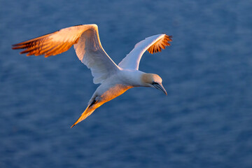 Głuptak (Morus bassanus) © Grzegorz
