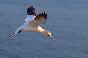 Głuptak (Morus bassanus) © Grzegorz