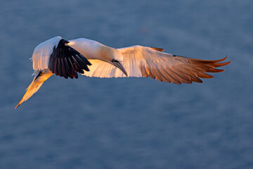 Głuptak (Morus bassanus) © Grzegorz