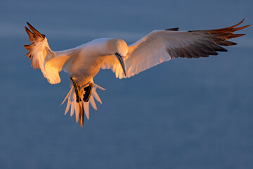 Głuptak (Morus bassanus) © Grzegorz