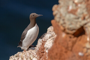 Nurzyk, nurzyk podbielały (Uria aalge) © Grzegorz