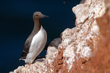 Nurzyk, nurzyk podbielały (Uria aalge) © Grzegorz
