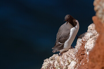 Nurzyk, nurzyk podbielały (Uria aalge) © Grzegorz