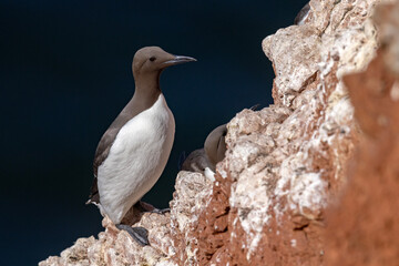 Nurzyk, nurzyk podbielały (Uria aalge) © Grzegorz