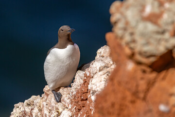 Nurzyk, nurzyk podbielały (Uria aalge) © Grzegorz
