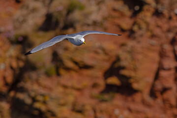 Mewa trójpalczasta (Rissa tridactyla) © Grzegorz