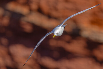 Mewa trójpalczasta (Rissa tridactyla) © Grzegorz