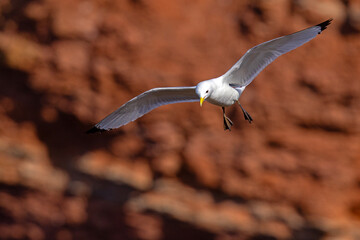 Mewa trójpalczasta (Rissa tridactyla) © Grzegorz