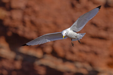 Mewa trójpalczasta (Rissa tridactyla) © Grzegorz