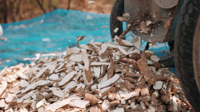 Agricultural machine cutting fresh cassava roots. The chopped tapioca falls to dry. Cambodia.