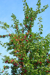 Fototapeta premium Spilling Tree, Subspecies of Prunus domestica, Plum Tree in Brandenburg, Germany 