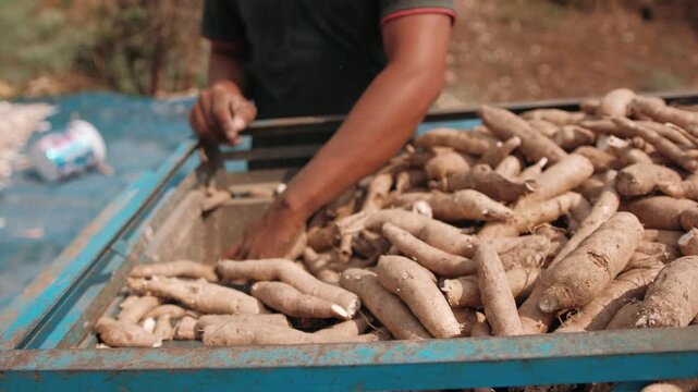 Cutting fresh cassava root into small chips. Agricultural process in cambodia for tapioca flour production.