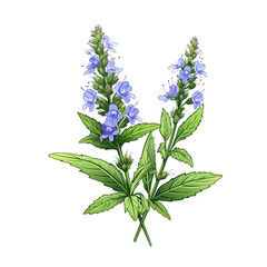 Detailed Botanical Illustration of Veronica officinalis