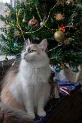 Pretty tricolor kitty under the Christmas tree