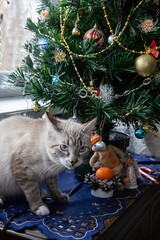 Young blue-eyed cat under the Christmas tree