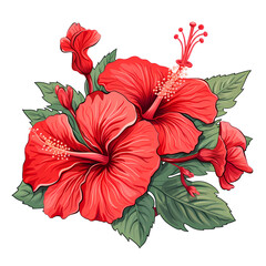 Botanical Red Hibiscus Blossom Sketch