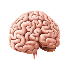 Detailed Human Brain Side View Illustration