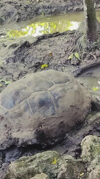 Turtle moving in the mud
