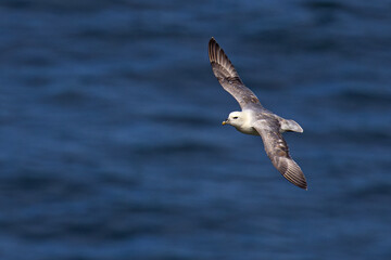 fulmar, petrel (Fulmarus glacialis) © Grzegorz