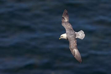 fulmar, petrel (Fulmarus glacialis) © Grzegorz