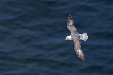 fulmar, petrel (Fulmarus glacialis) © Grzegorz