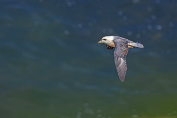 fulmar, petrel (Fulmarus glacialis) © Grzegorz