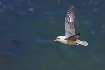 fulmar, petrel (Fulmarus glacialis) © Grzegorz