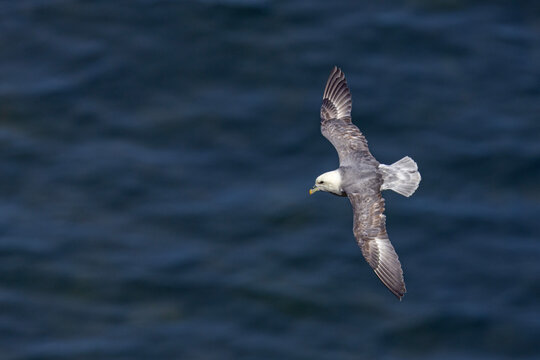 fulmar, petrel (Fulmarus glacialis)