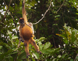 Female spider monkey with clinging infant hanging from branches high above the canals in Tortuguero National park in Costa Rica