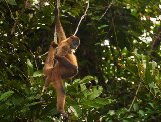 Female spider monkey hanging from branches high above the canals in Tortuguero National park in Costa Rica