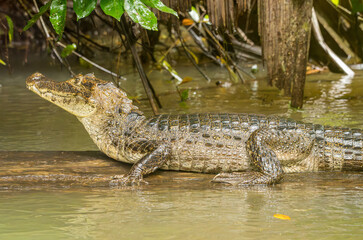 Side view of Spectacled Caiman of common caiman on a submerged tree in Tortuguero national park in Costa Rica