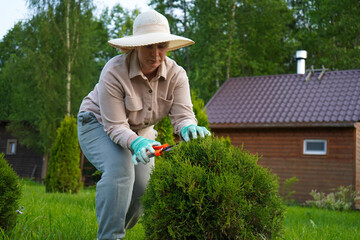 Using sharp hedge clippers, she performs maintenance pruning on a spherical evergreen, defining its perfect curves.