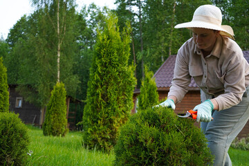Woman expertly guides the pruning shears around the circumference of a bushy, round conifer, controlling its size and form.