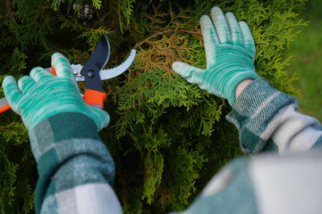 Garden shears in capable hands, covered by a checkered green shirt, systematically prune the spent, yellowing growth to rejuvenate the thuja's rounded shape.
