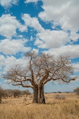 Baobab met on a safari trip