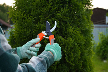 The camera highlights the action: a pruner, controlled by hands in a familiar green plaid, cleanly excises the lifeless, yellowed parts of the thuja plant.