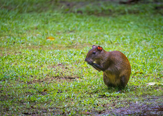 Red-rumpted Agouti chewing a nut in a resort in Tortuguero National park in Costa Rica