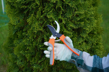 The snip of the pruner is audible as hands from a green flannel shirt expertly remove the unsightly, dry yellow branches from the otherwise green thuja bush.